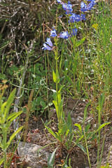 Penstemon longiflorus