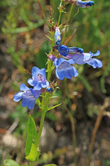 Penstemon longiflorus