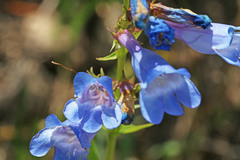 Penstemon longiflorus