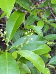 Croton verreauxii