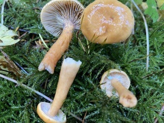 Lactarius luculentus