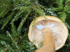 Lactarius luculentus