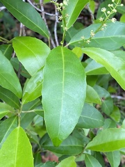 Croton verreauxii
