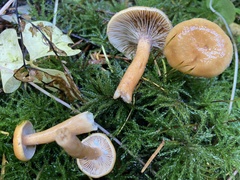 Lactarius luculentus