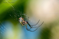 Leucauge regnyi