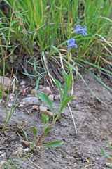 Penstemon longiflorus