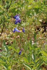 Penstemon longiflorus
