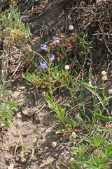 Penstemon longiflorus