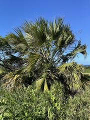 Sabal causiarum