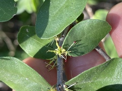 Forestiera macrocarpa