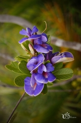 Periandra mediterranea