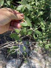 Forestiera macrocarpa