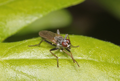 Cordilura rufipes