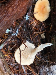 Hydnum oregonense