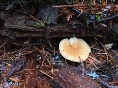 Hydnum oregonense
