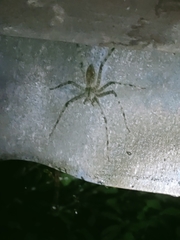 Heteropoda boiei