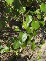 Jatropha vernicosa