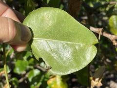 Jatropha vernicosa