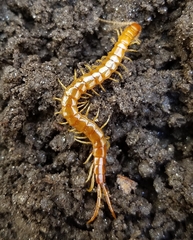 Scolopocryptops peregrinator