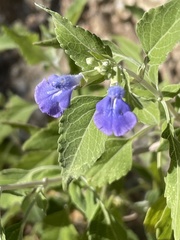 Salvia similis