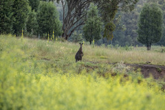 Macropus