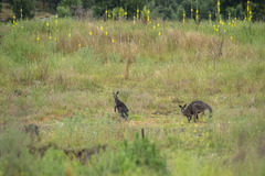 Macropus