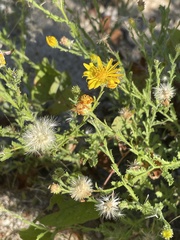 Xanthisma scabrellum