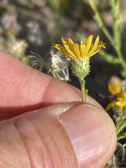 Xanthisma scabrellum