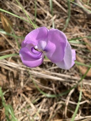 Vigna vexillata angustifolia