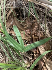 Vigna vexillata angustifolia