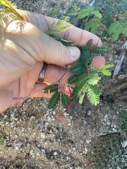 Calliandra californica