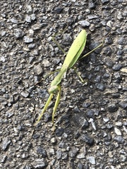 Tenodera sinensis