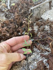 Desmodium procumbens exiguum