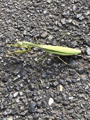 Tenodera sinensis