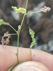 Desmodium procumbens exiguum