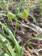 Vigna vexillata angustifolia