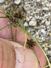 Cyperus perennis