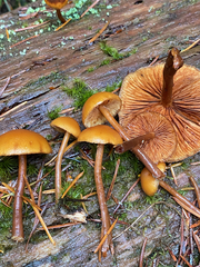 Gymnopilus picreus
