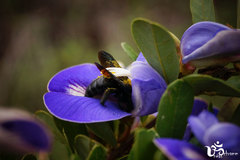 Periandra mediterranea
