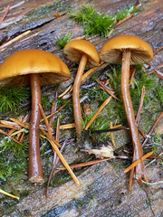 Gymnopilus picreus
