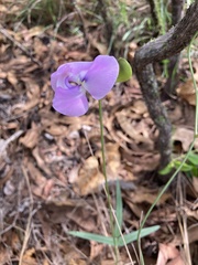 Vigna vexillata angustifolia