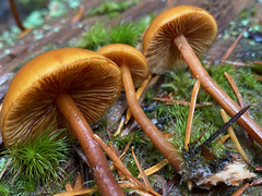 Gymnopilus picreus