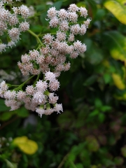 Ageratina altissima