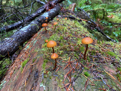 Gymnopilus picreus