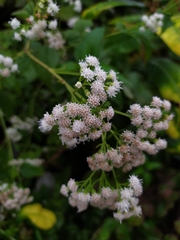 Ageratina altissima