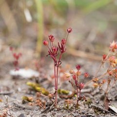 Crassula closiana