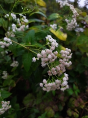 Ageratina altissima