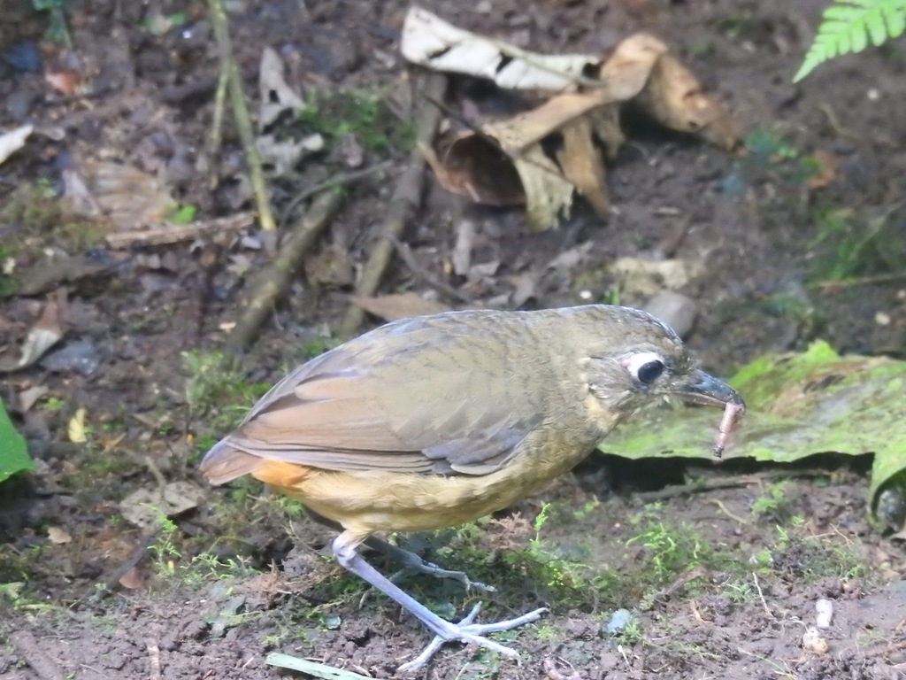 Plain-Backed Antpitta
