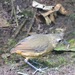 Plain-backed Antpitta - Photo (c) Laura Gaudette, some rights reserved (CC BY), uploaded by Laura Gaudette