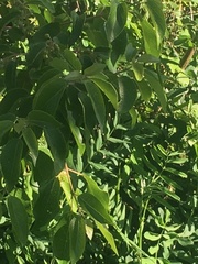 Aristotelia chilensis